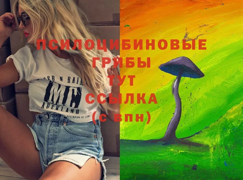 наркошоп  Буйнакск  Псилоцибиновые грибы Cubensis 